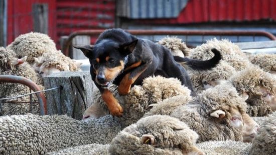 In The Zone: Aussie farmers sate region's hunger